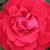Crvena  - Floribunda-grandiflora ruža  - Burning Love®